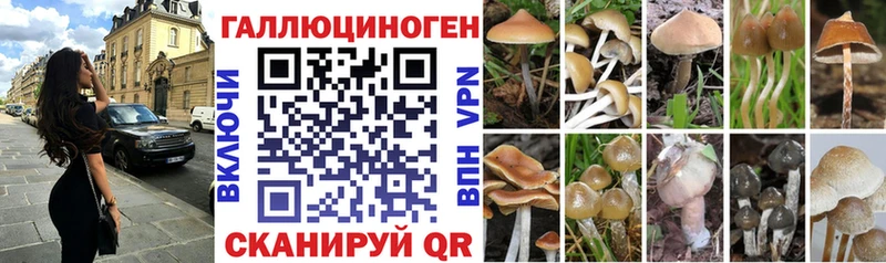 kraken рабочий сайт  Гусь-Хрустальный  Псилоцибиновые грибы Psilocybe 