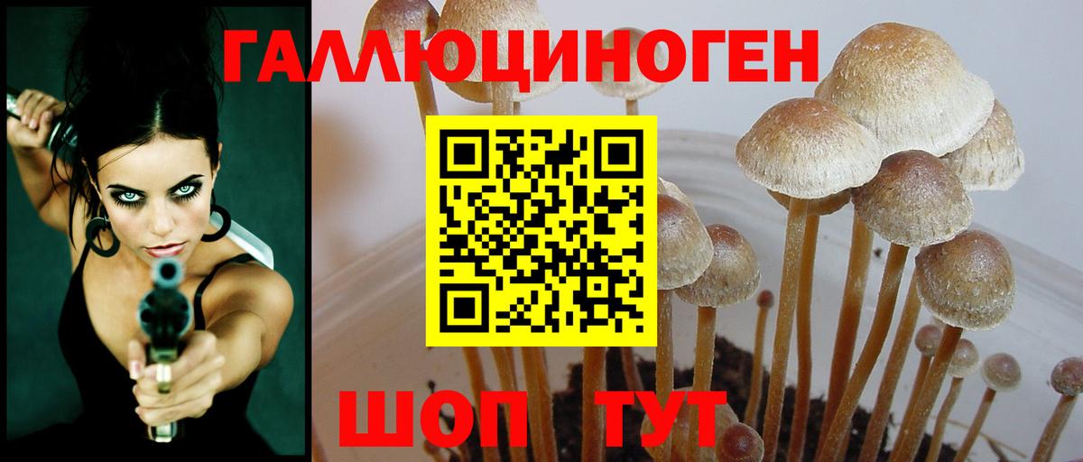 Псилоцибиновые грибы Cubensis Гусь-Хрустальный