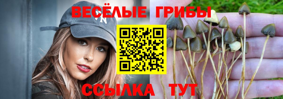 Галлюциногенные грибы мухоморы  Вход с VPN  Гусь-Хрустальный  Галлюциногенные грибы Psilocybine cubensis 